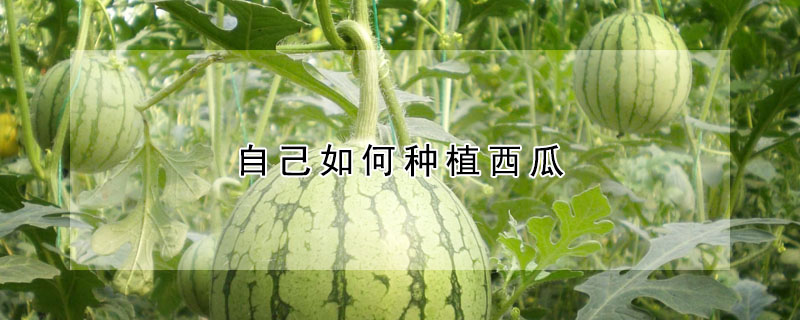 自己如何種植西瓜