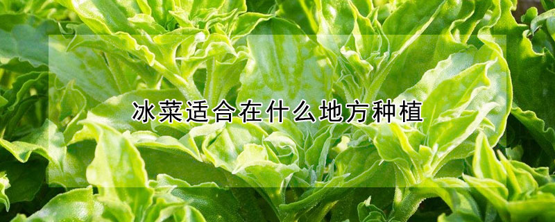 冰菜適合在什麼地方種植