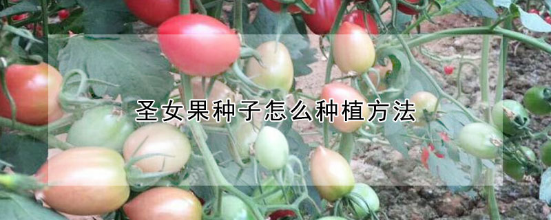 聖女果種子怎麼種植方法