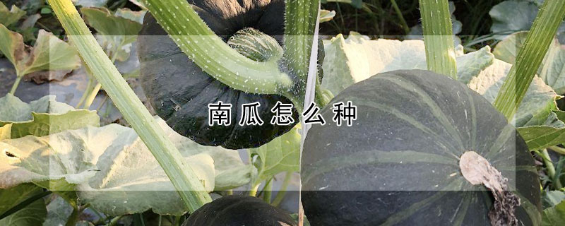 南瓜怎麼種