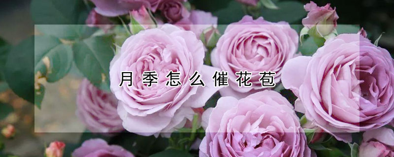 月季怎麼催花苞