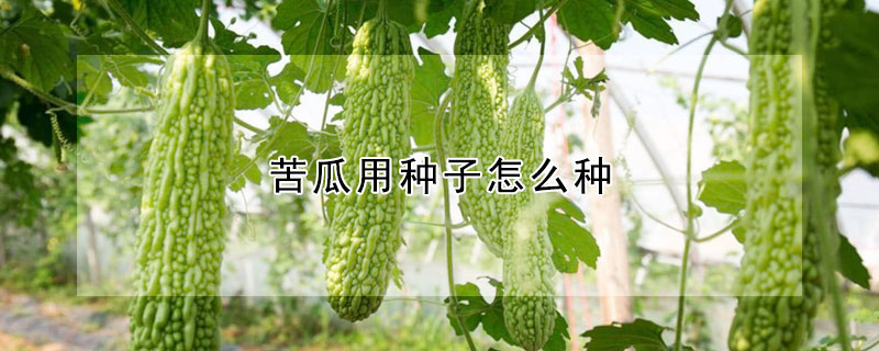 苦瓜用種子怎麼種