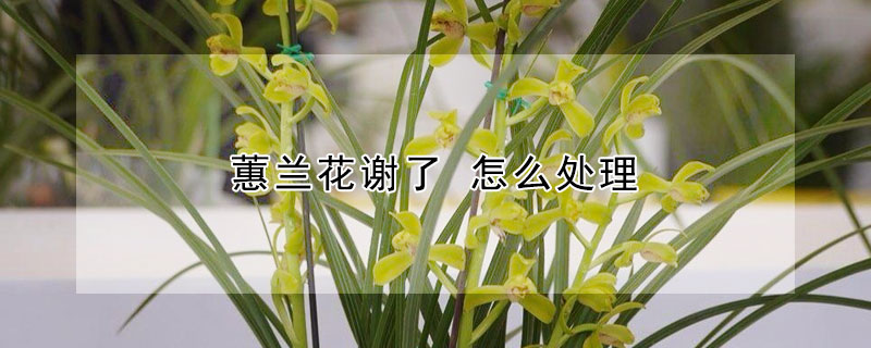 蕙蘭花謝了 怎麼處理