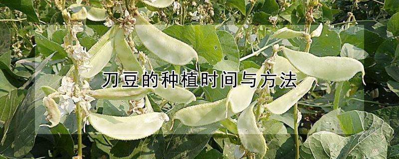 刀豆的種植時間與方法