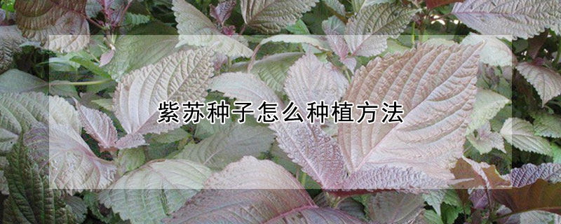 紫蘇種子怎麼種植方法