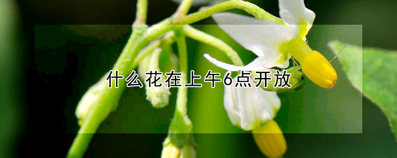 什麼花在上午6點開放