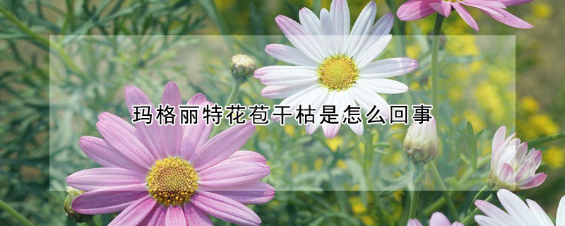 瑪格麗特花苞幹枯是怎麼回事