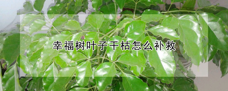 幸福樹葉子幹枯怎麼補救