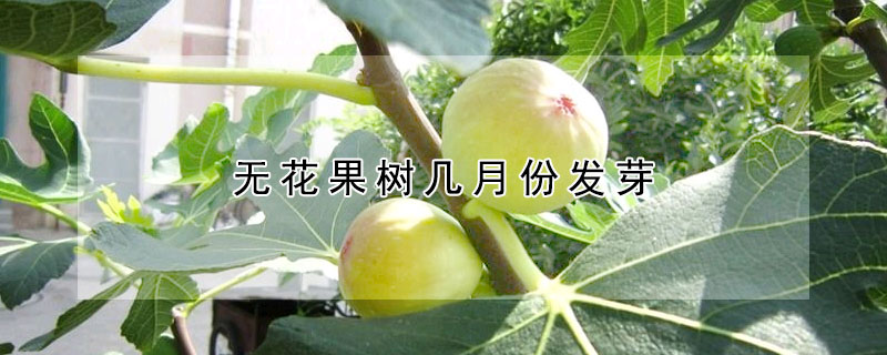 無花果樹幾月份發芽