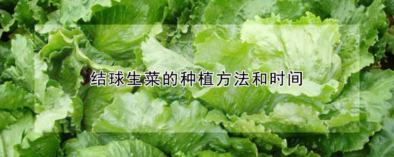 結球生菜的種植方法和時間