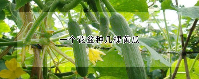 一個花盆種幾棵黃瓜