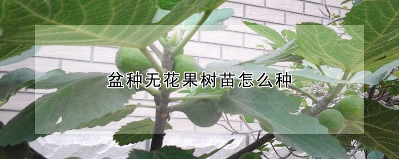 盆種無花果樹苗怎麼種