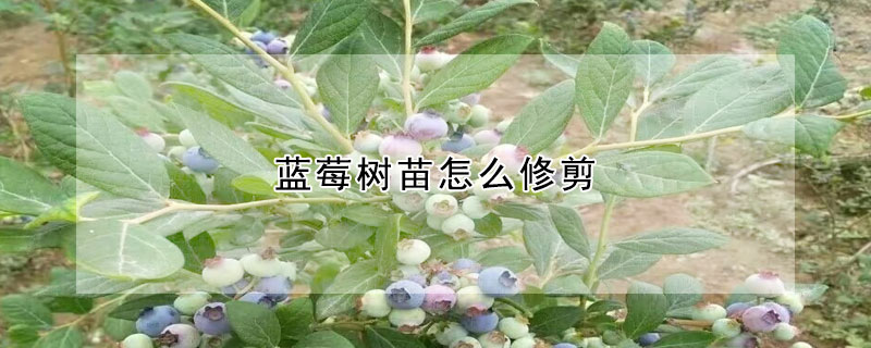 藍莓樹苗怎麼修剪