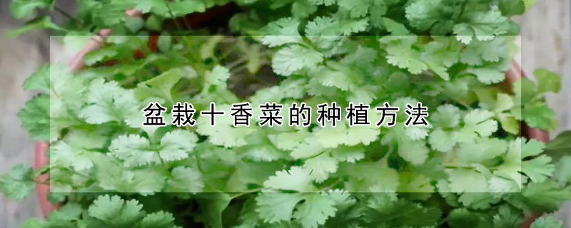 盆栽十香菜的種植方法