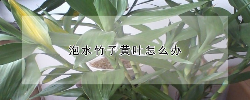 泡水竹子黃葉怎麼辦