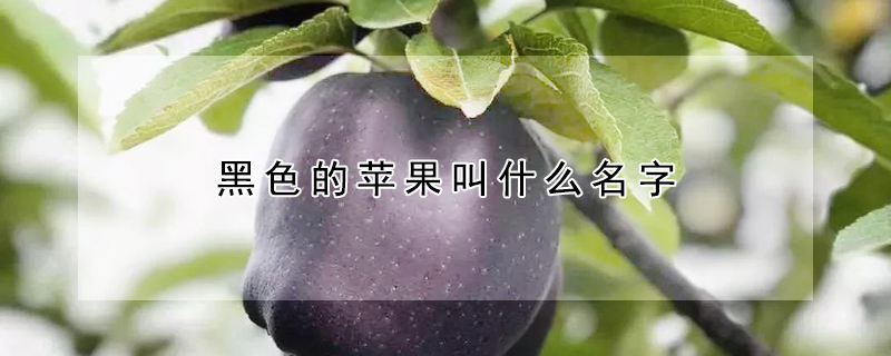 黑色的蘋果叫什麼名字