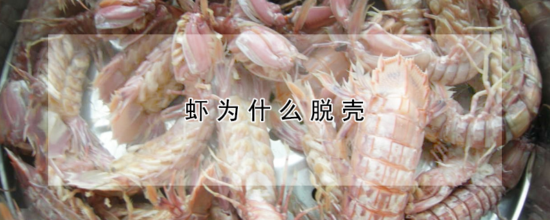 蝦為什麼脫殼