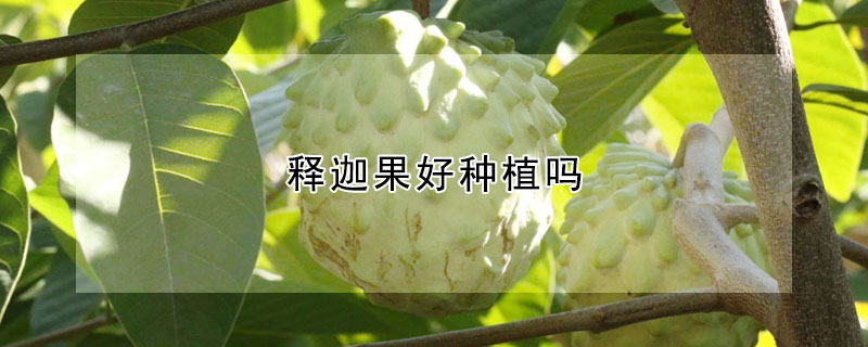 釋迦果好種植嗎