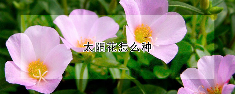 太陽花怎麼種