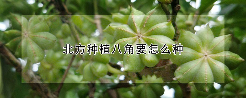 北方種植八角要怎麼種