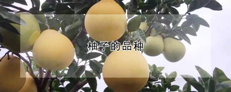 柚子的品種