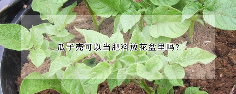 瓜子殼可以當肥料放花盆裏嗎?