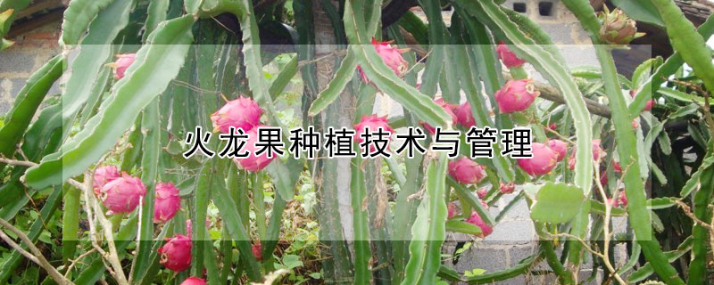 火龍果種植技術與管理