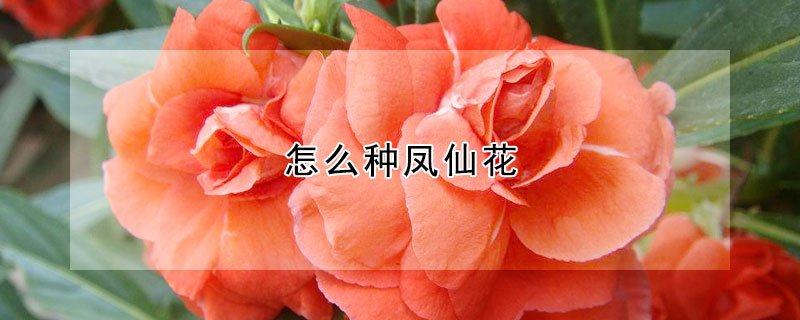 怎麼種鳳仙花