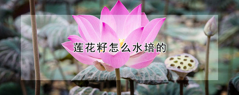 蓮花籽怎麼水培的