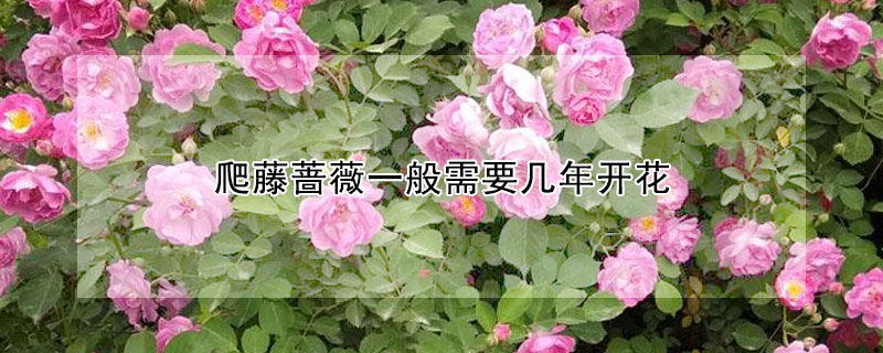 爬藤薔薇一般需要幾年開花