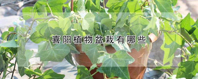 喜陽植物盆栽有哪些