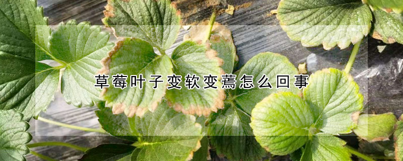 草莓葉子變軟變蔫怎麼回事