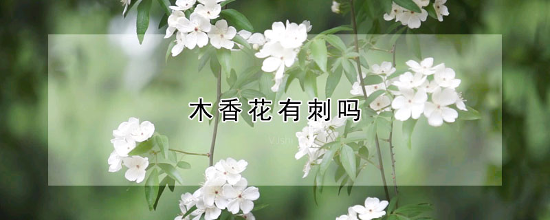 木香花有刺嗎