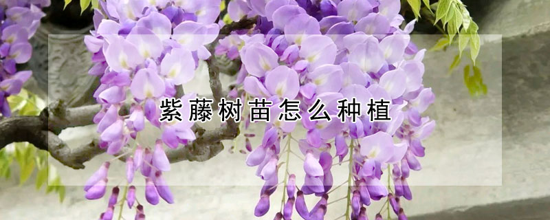 紫藤樹苗怎麼種植