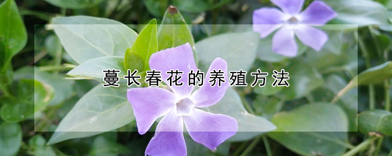 蔓長春花的養殖方法