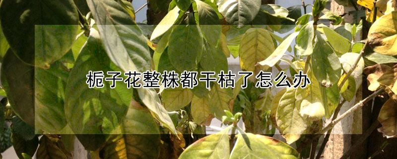 梔子花整株都幹枯了怎麼辦