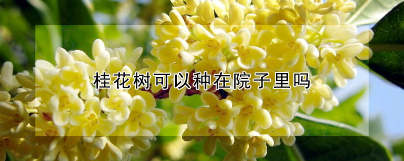 桂花樹可以種在院子裏嗎