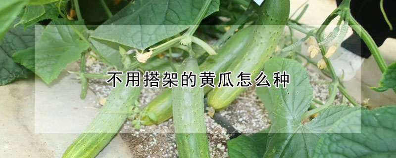 不用搭架的黃瓜怎麼種