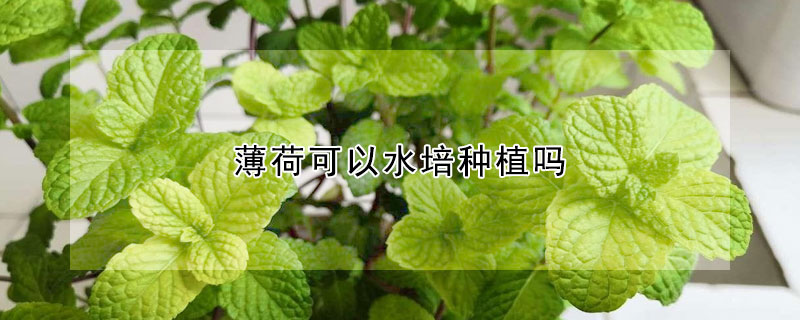 薄荷可以水培種植嗎