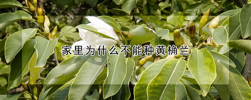 家裏為什麼不能種黃桷蘭