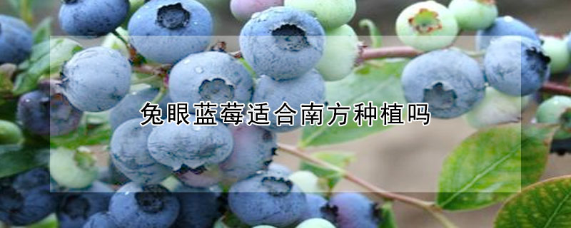 兔眼藍莓適合南方種植嗎