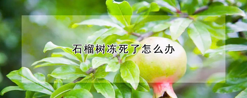 石榴樹凍死了怎麼辦