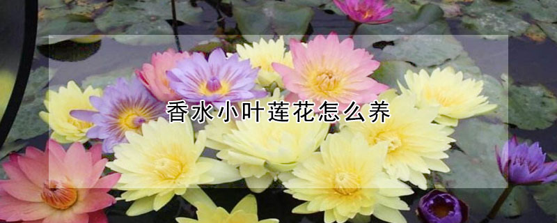 香水小葉蓮花怎麼養