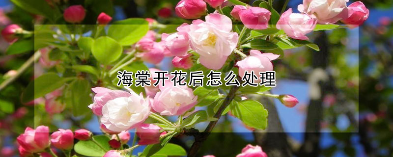 海棠開花後怎麼處理