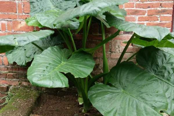 芋頭的種植方法與管理