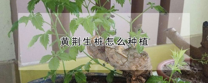 黃荊生樁怎麼種植