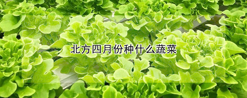 北方四月份種什麼蔬菜