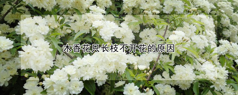 木香花隻長枝不開花的原因