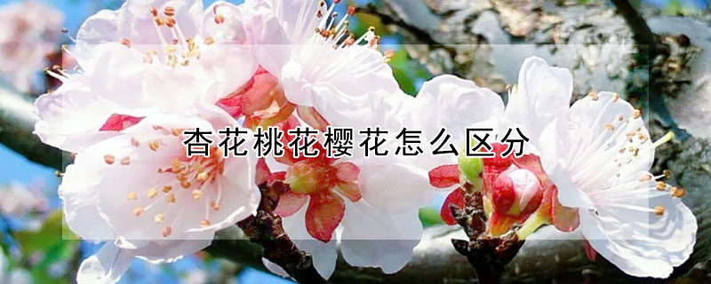 杏花桃花櫻花怎麼區分