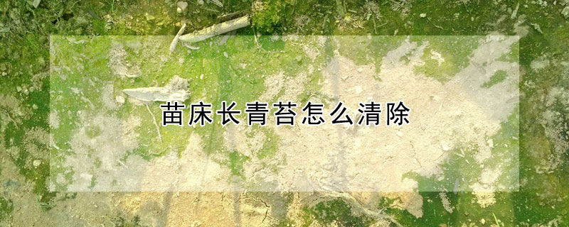 苗床長青苔怎麼清除